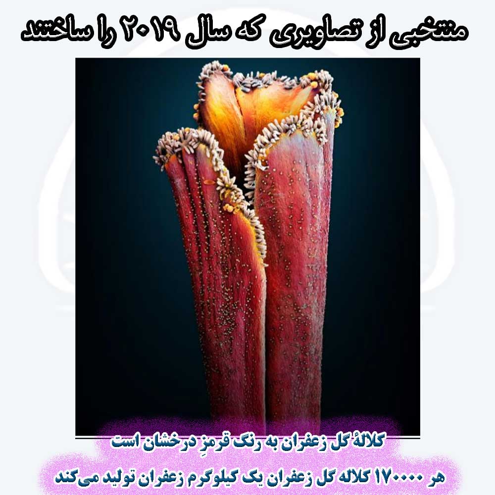  کلالۀ گل زعفران به رنگ قرمزِ درخشان